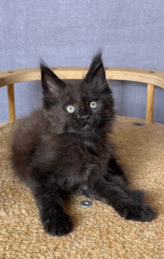 Taiga Maine Coon Female (Available) $2900