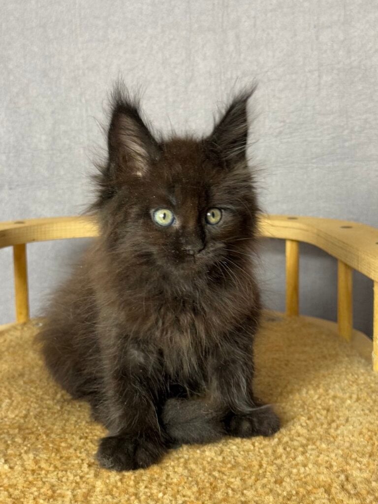 Tagir Maine Coon Male (Available) $3100
