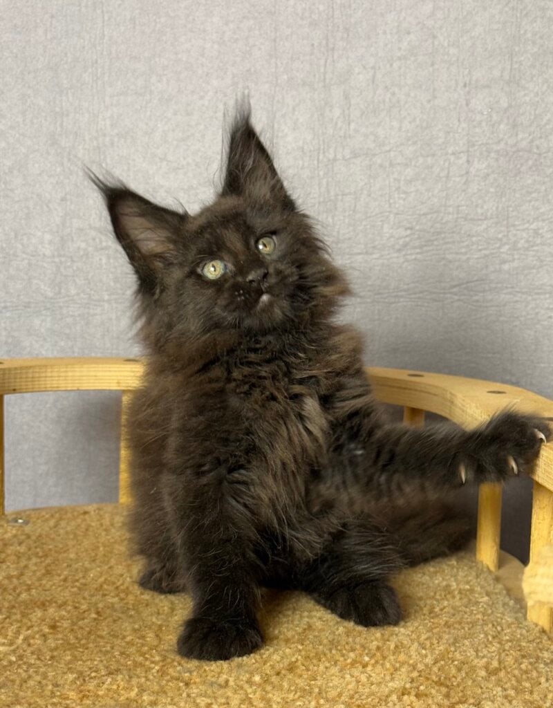 Topaz Maine Coon Male (Available) $3100