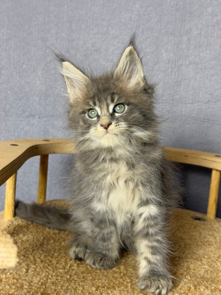 Tuman Maine Coon Male (Available) $3000