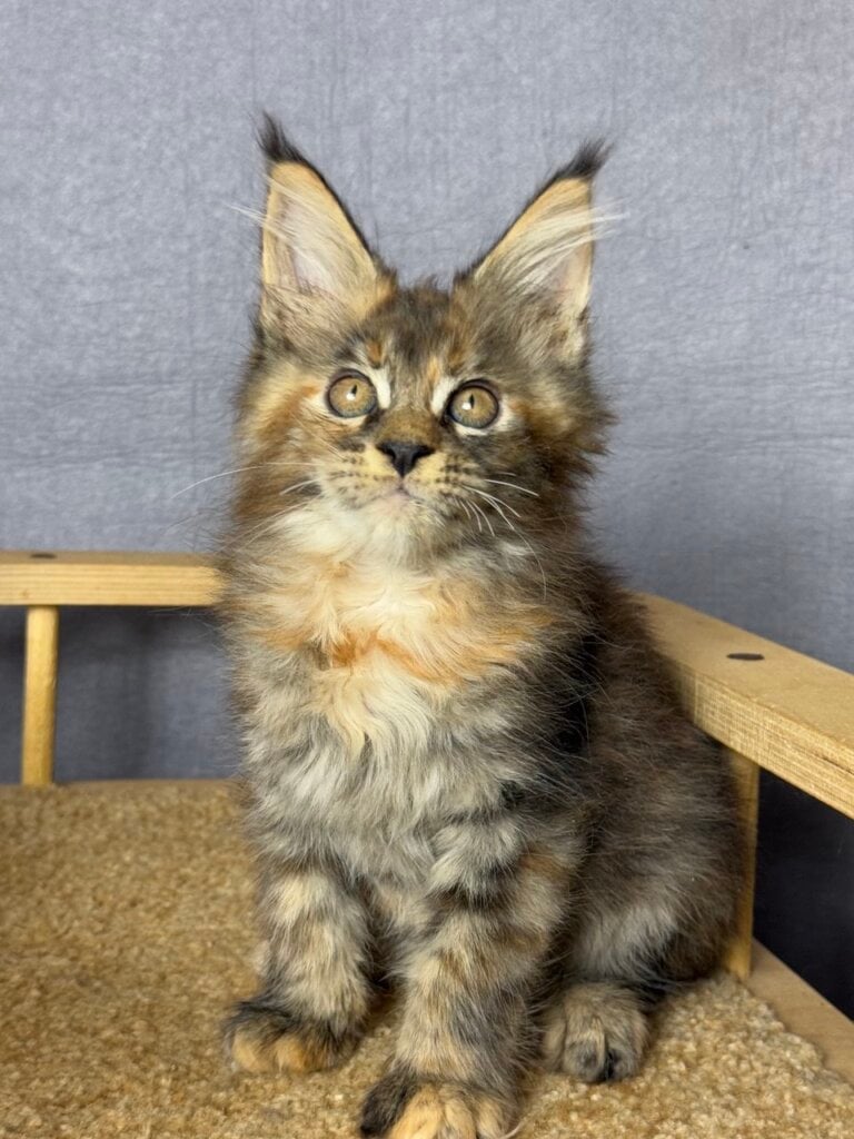 Tasha Maine Coon Female (Available) $2800