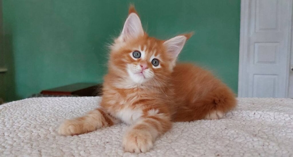 Virginia Maine Coon  Female (Available) $2850