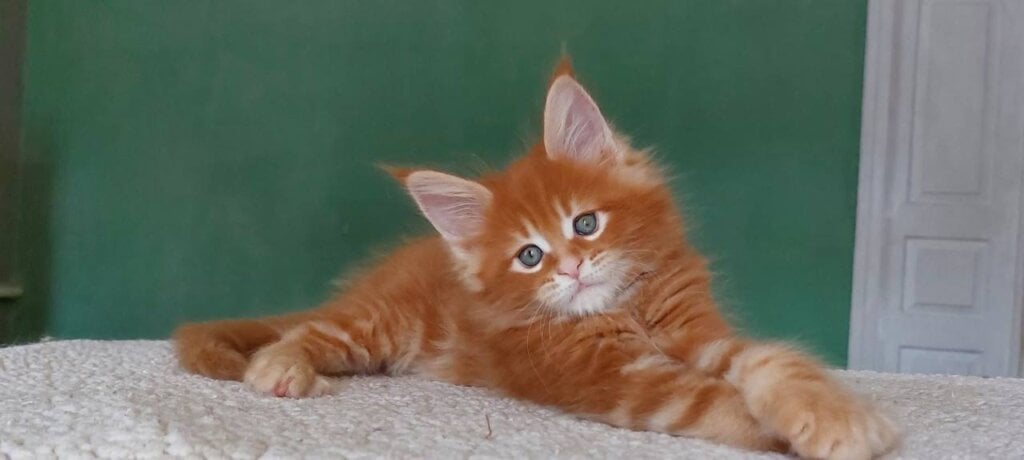 Vegas Maine Coon Male (Available) $3000