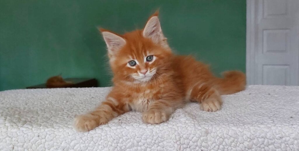 Vulcan Maine Coon Male (Available) $3000