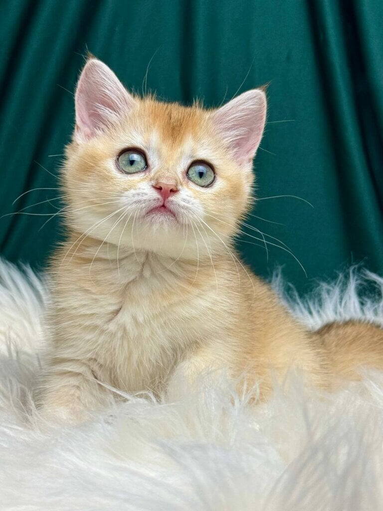 Hanna British Shorthair Female (Available) 50 - photo 1