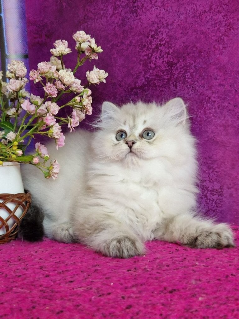 Zilar British Longhair Male (Available) $2900