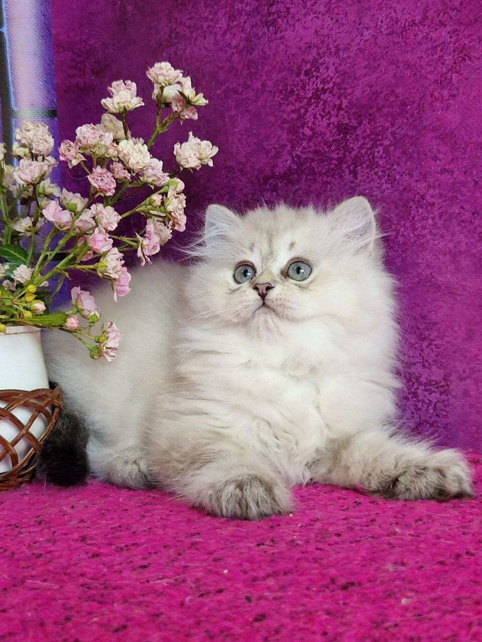 Zilar British Longhair Male (Available) $2900
