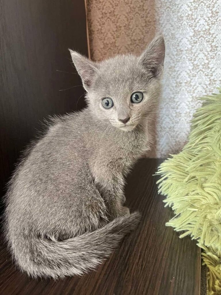 Kamili Russian Blue Male (Available) $3100
