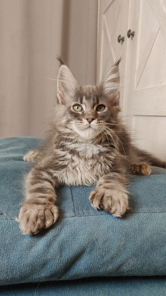 Khaleesi Maine Coon POLY Female (Available) $3100