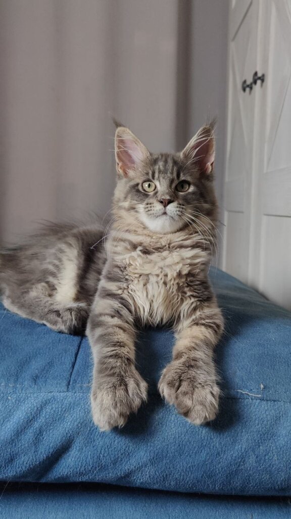 Isenya Maine Coon POLY Female (Available) $3100