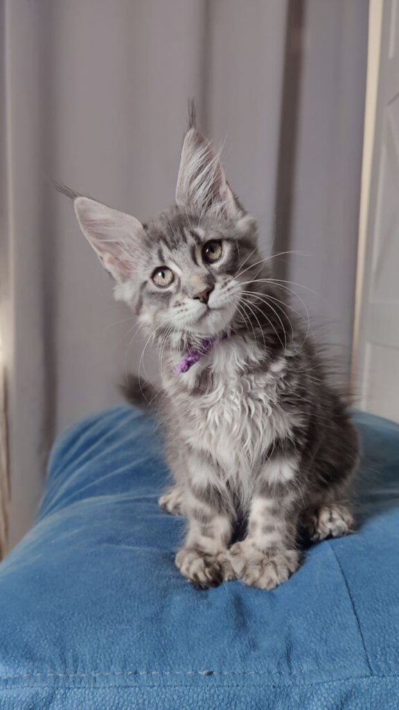 Kvitka Maine Coon POLY Female (Available) $3100