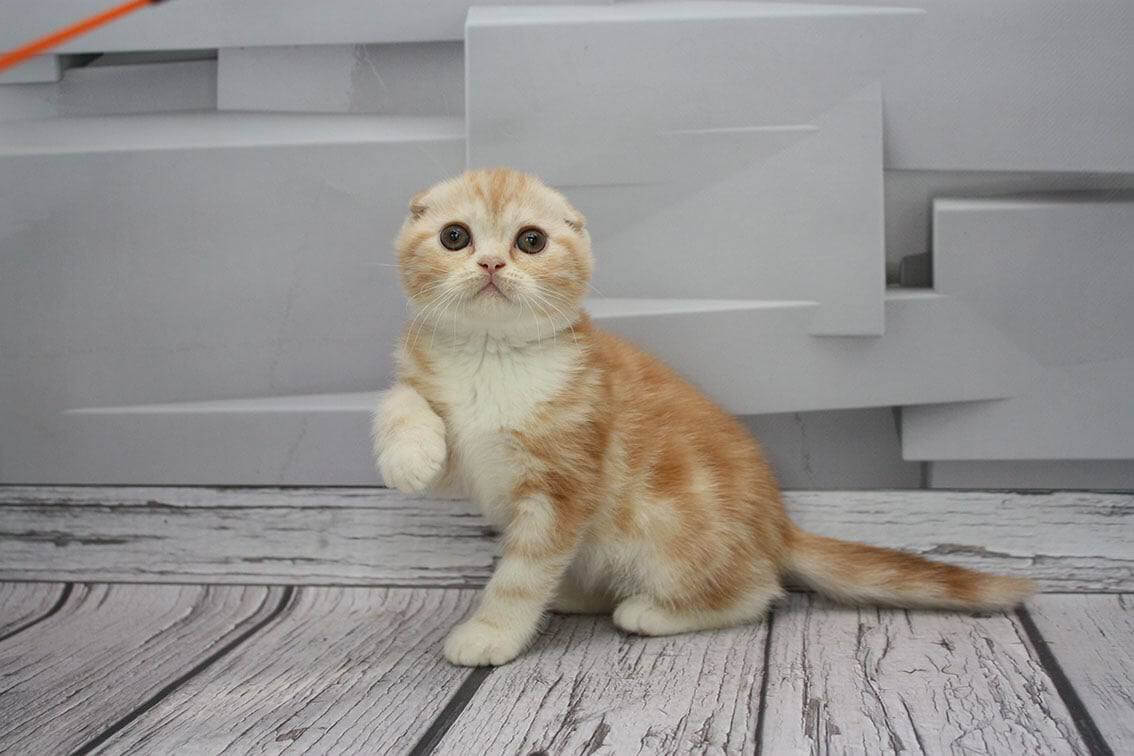 Cake Scottish Fold Male (Available) $2750