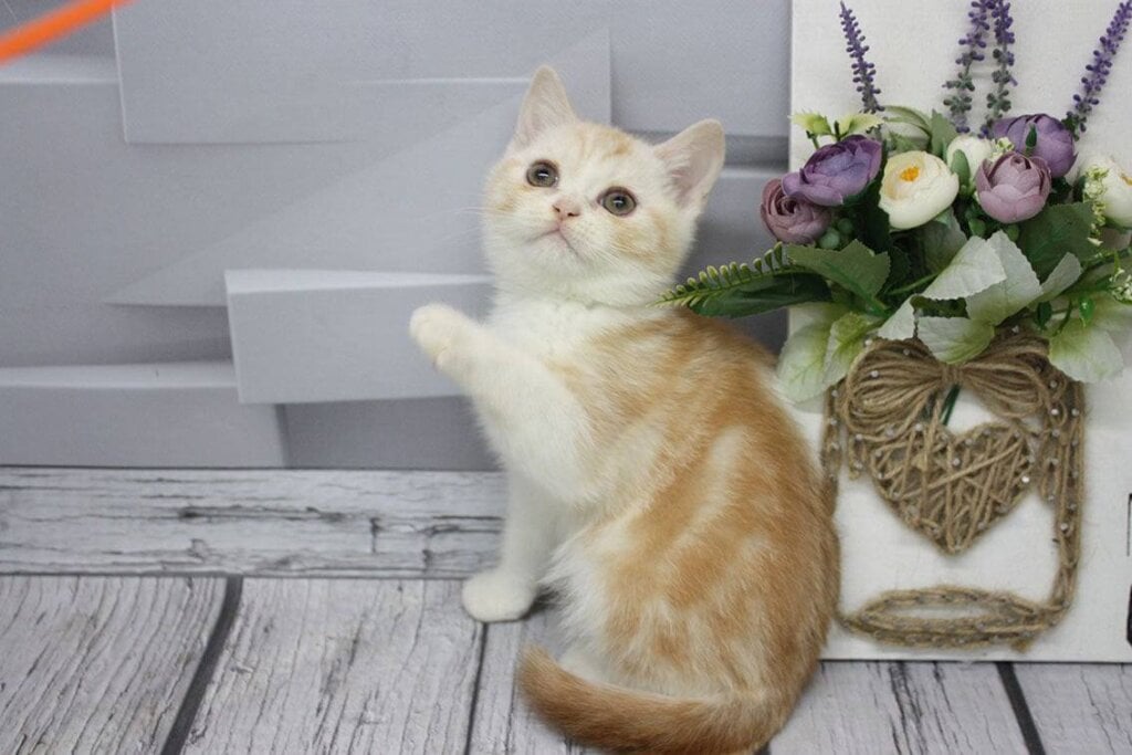 Caramel Scottish Straight Male (Available) $2450