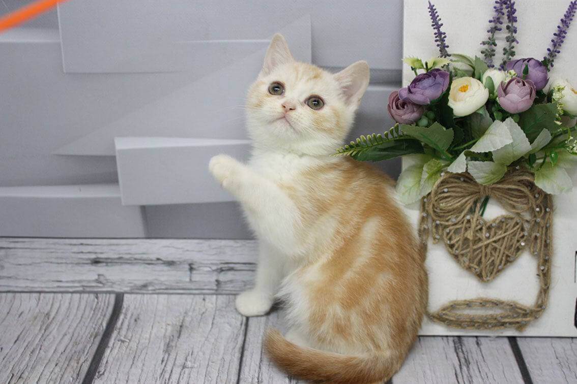 Caramel Scottish Straight Male (Available) $2450