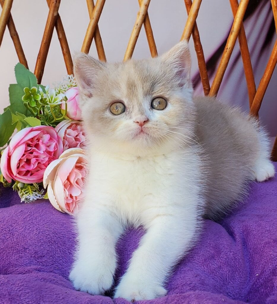 Sonya British Shorthair Female (Available) $3100