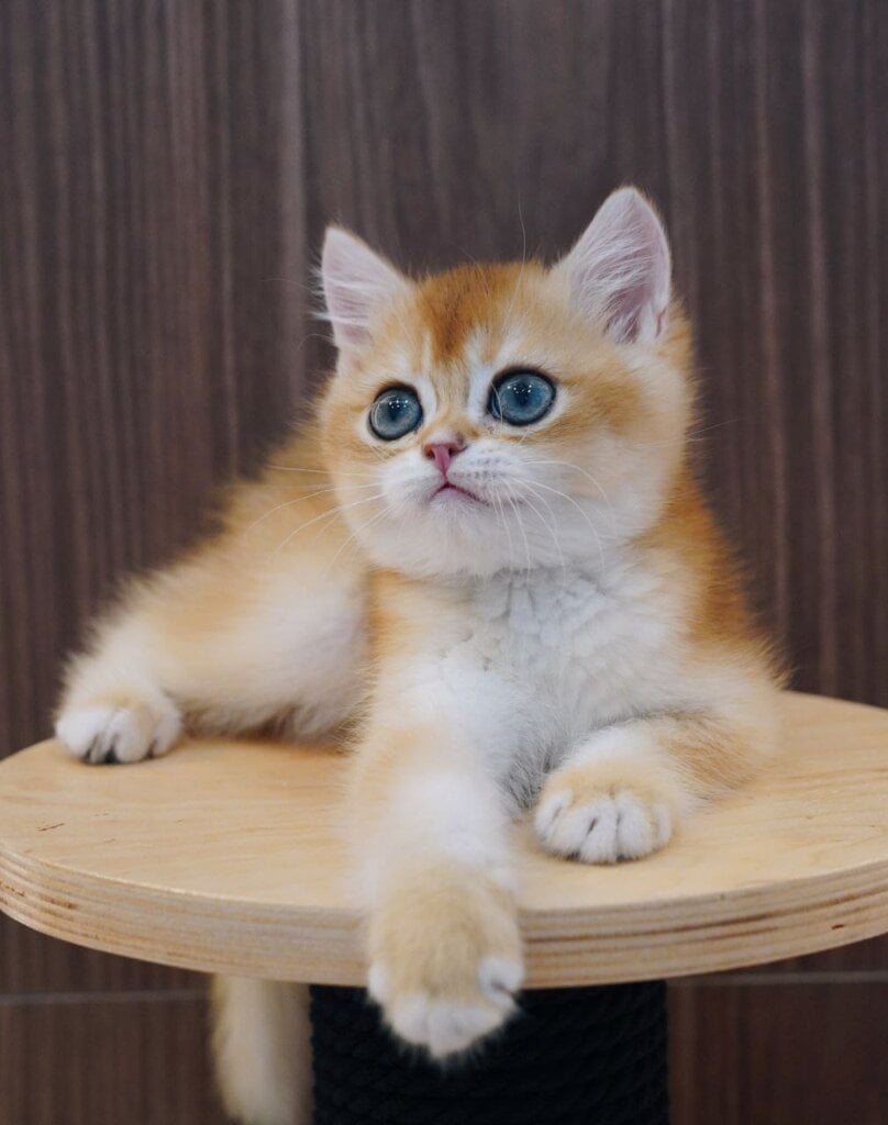 Phoenix British Shorthair  Male (Available) $2800