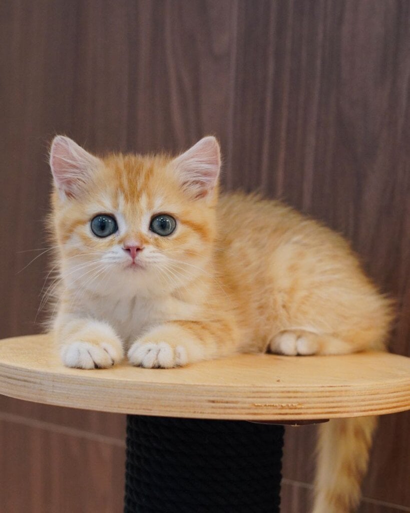 Pippa British Shorthair Female (Available) $2800
