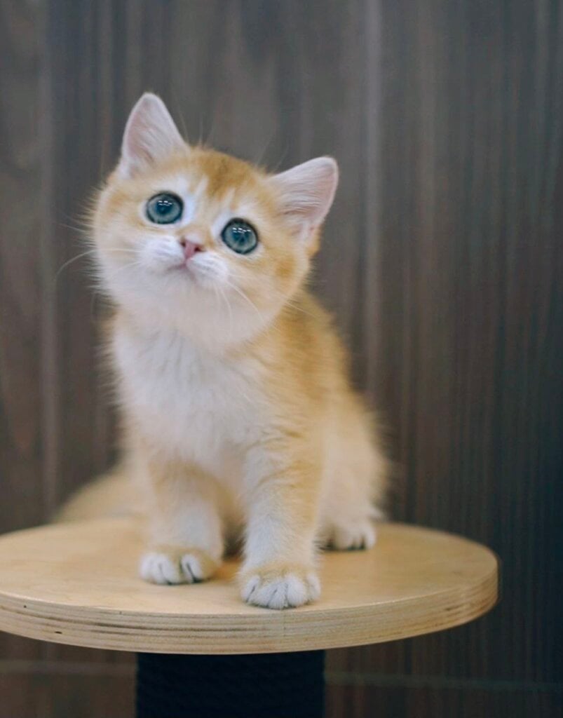 Piona British Shorthair Female (Available) $2800