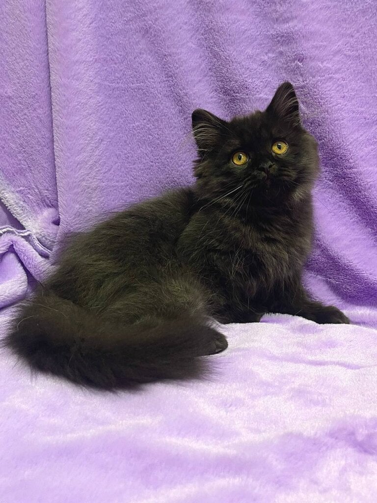 Zedan British Longhair Male (Available) 00 - photo 1
