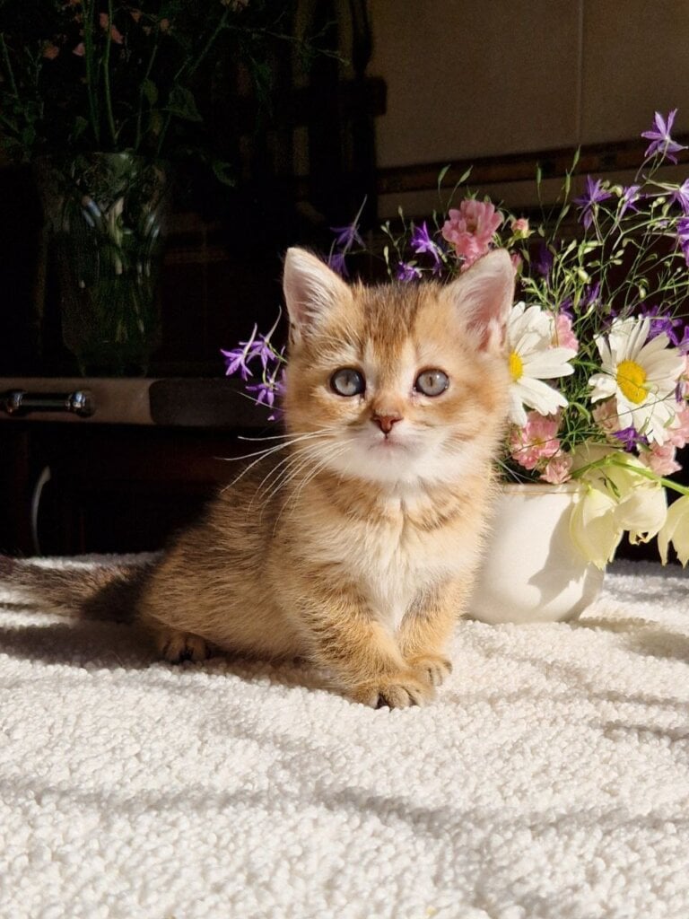 Goldi British Shorthair Male (Available) $2550