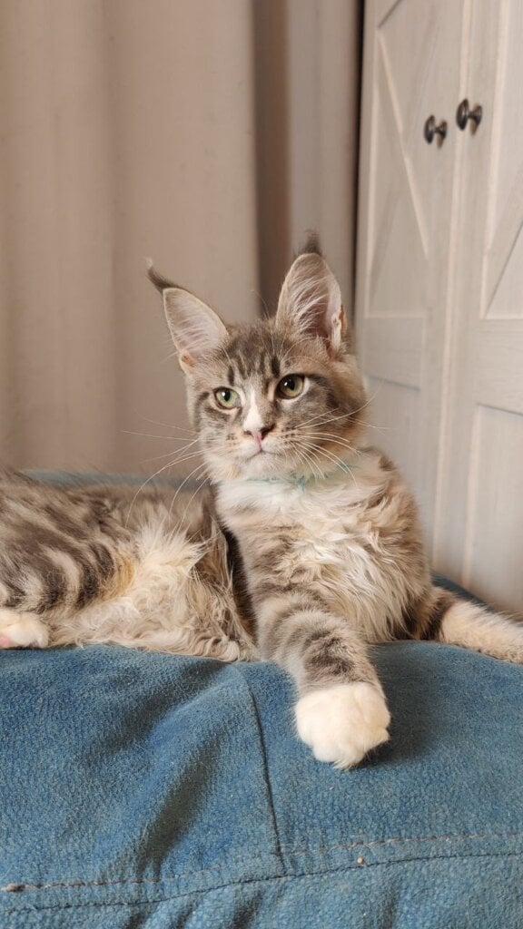 Ishtar Maine Coon Female (Available) $2900