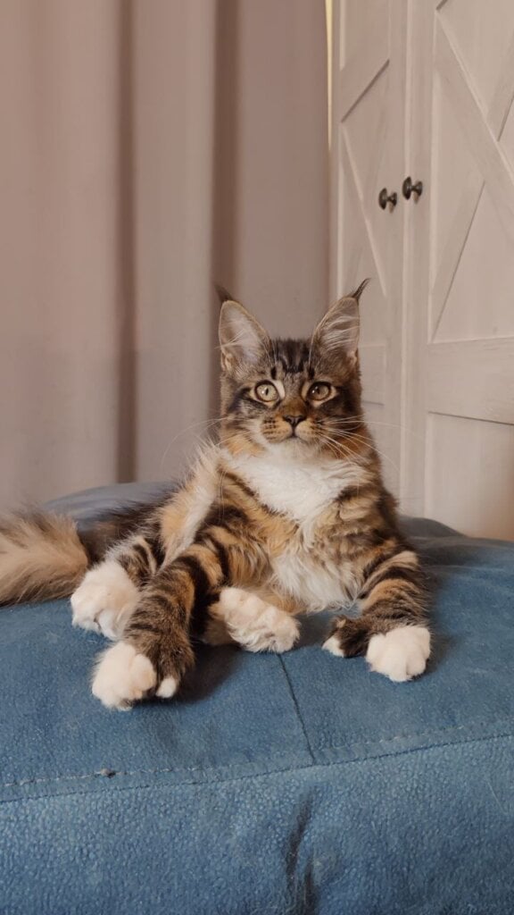 Izzy Maine Coon POLY Female (Available) $3100