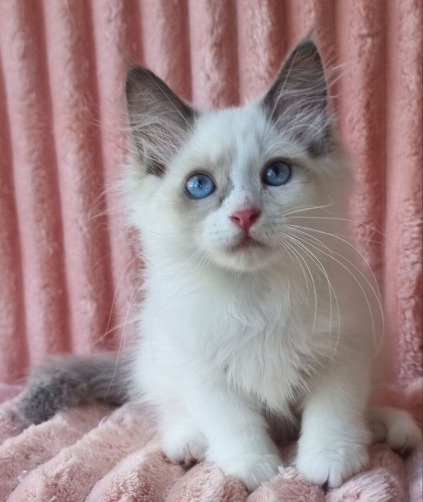 Paulina Siberian Female (Available) $3000