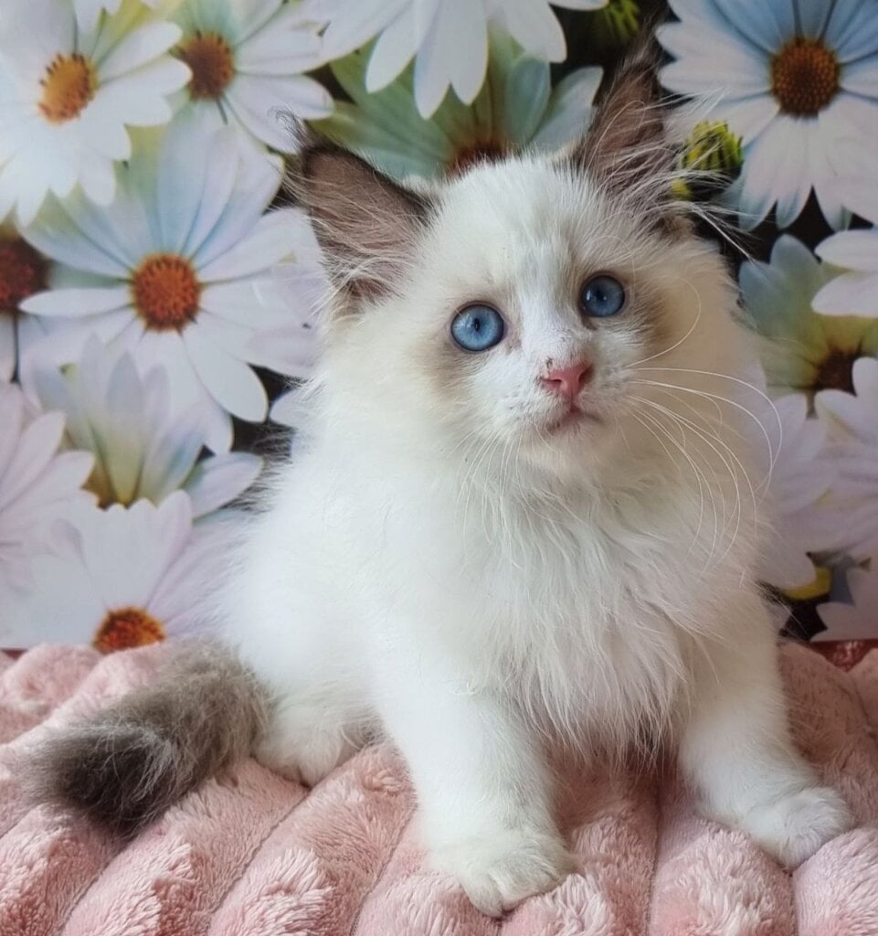 Panas Siberian Male (Available) $3000