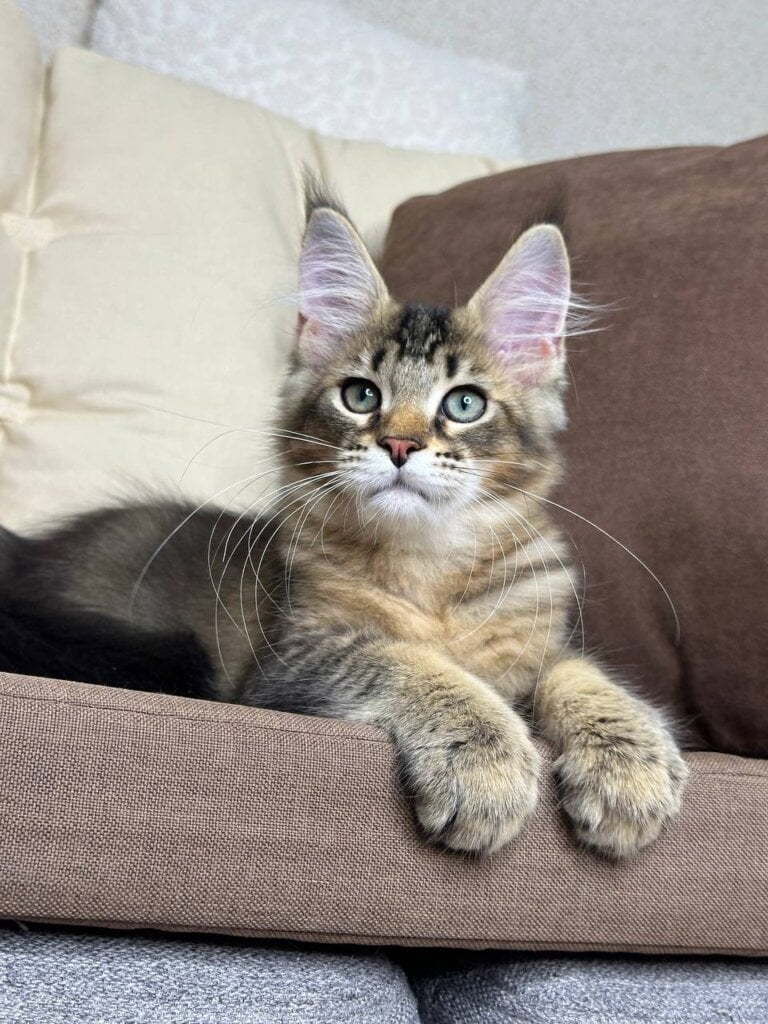 Zelda Maine Coon  Female (Available) $2900