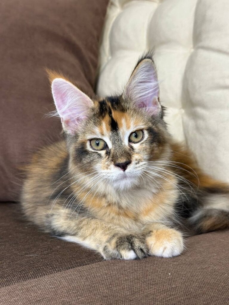 Zlata Maine Coon  Female (Available) $2900