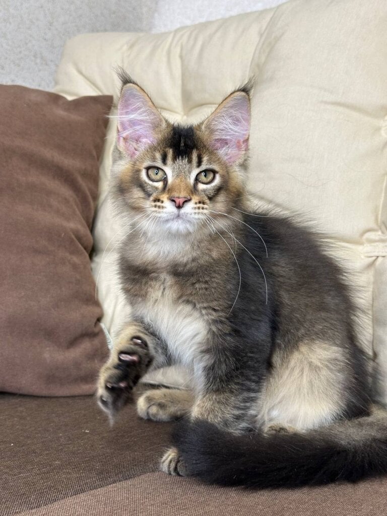 Zachar Maine Coon Male (Available) $2800