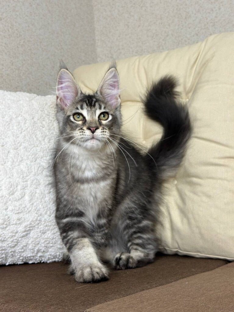 Tequila Maine Coon Female (Available) $2900