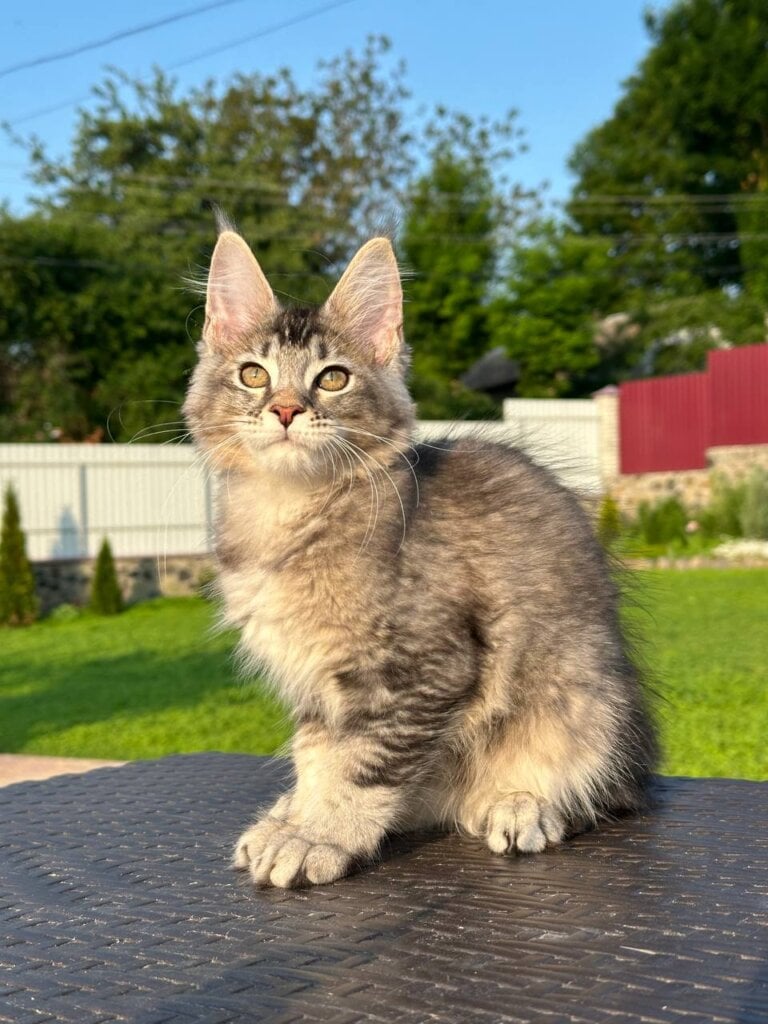 Tammy Maine Coon Female (Available) $2800