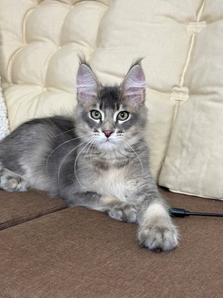 Arnold  Maine Coon Male (Available) $2800