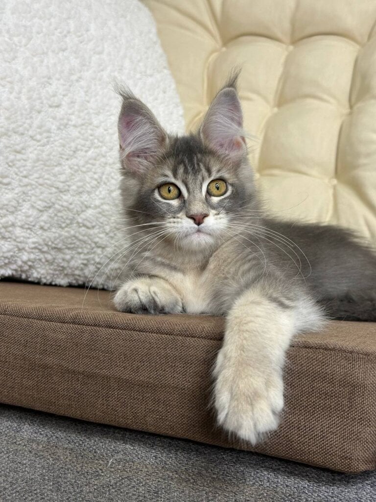 Alana Maine Coon Female (Available) $2800