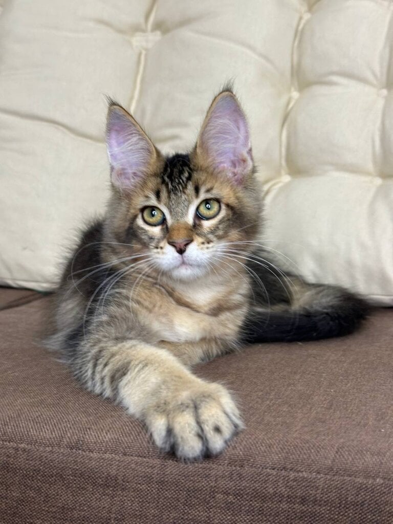 Aruston Maine Coon Male (Available) $2800