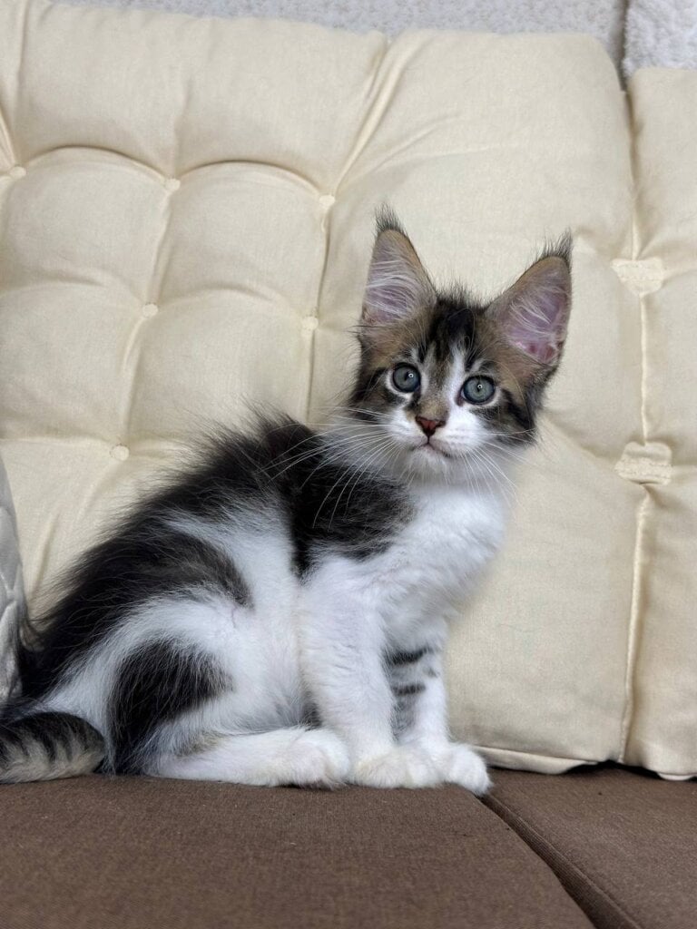 Gabriel  Maine Coon Male (Available) $2800