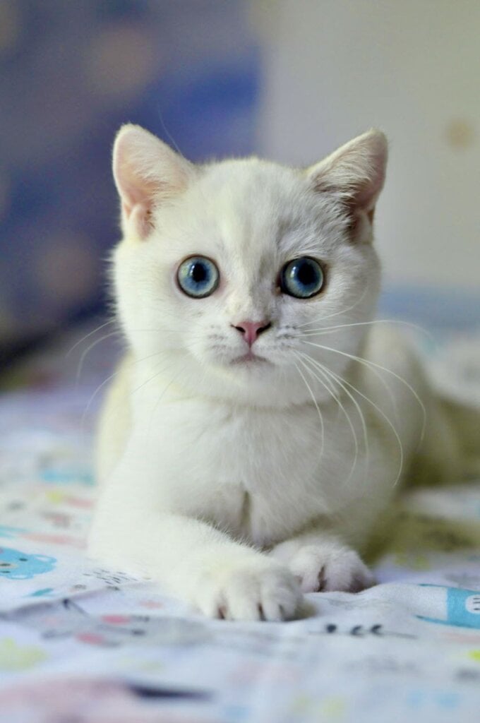 Candy British Shorthair Female (Available) $2800