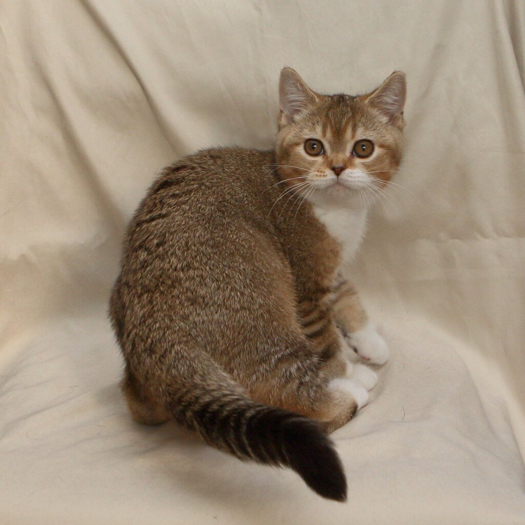 Keeper British Shorthair Male (Available) $2550