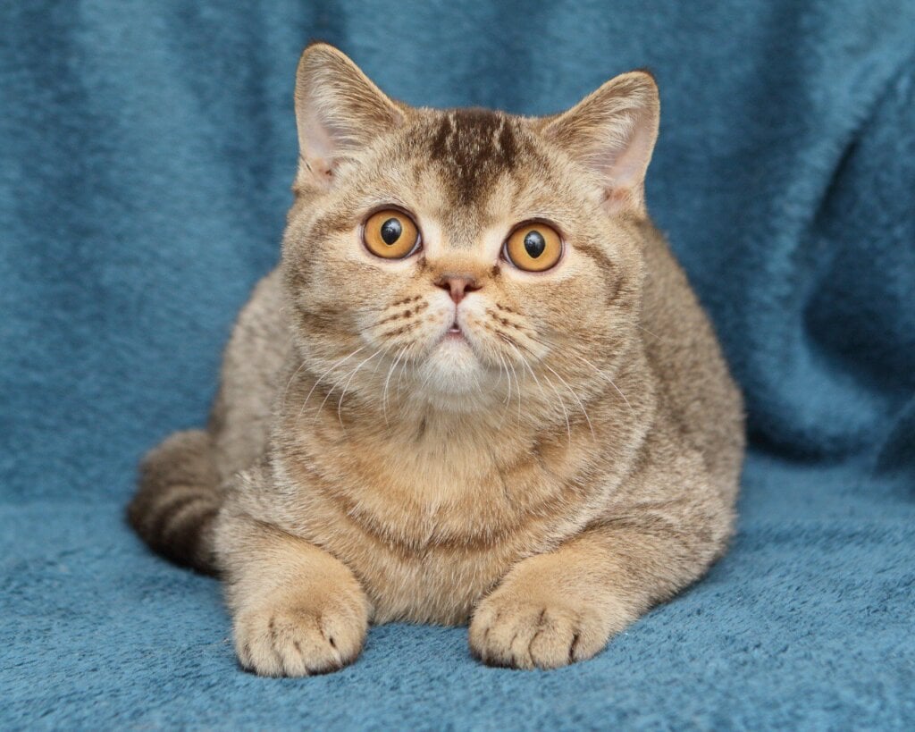 Incredible British Shorthair Male (Available) $2650