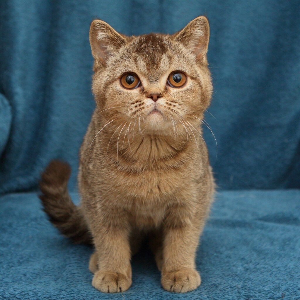 Invaluable British Shorthair Male (Available) $2800