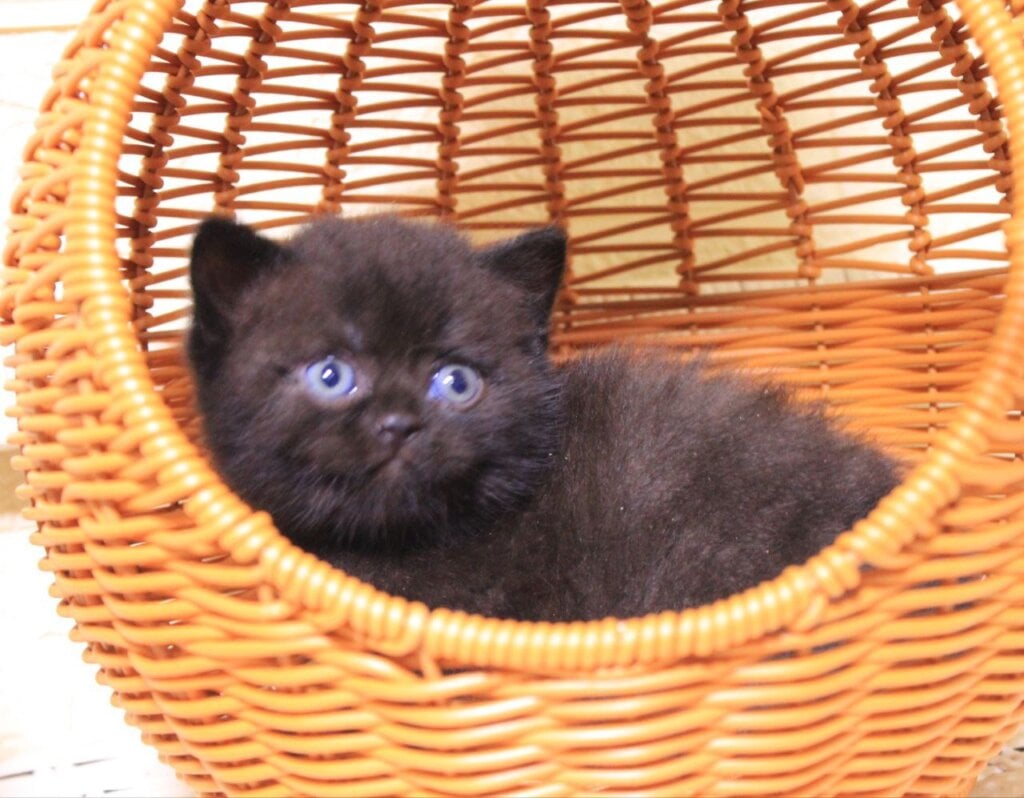 BimBom British Shorthair Male (Available) $2700