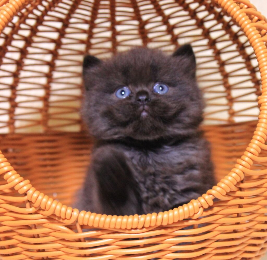 Bently British Longhair Male (Available) $2700