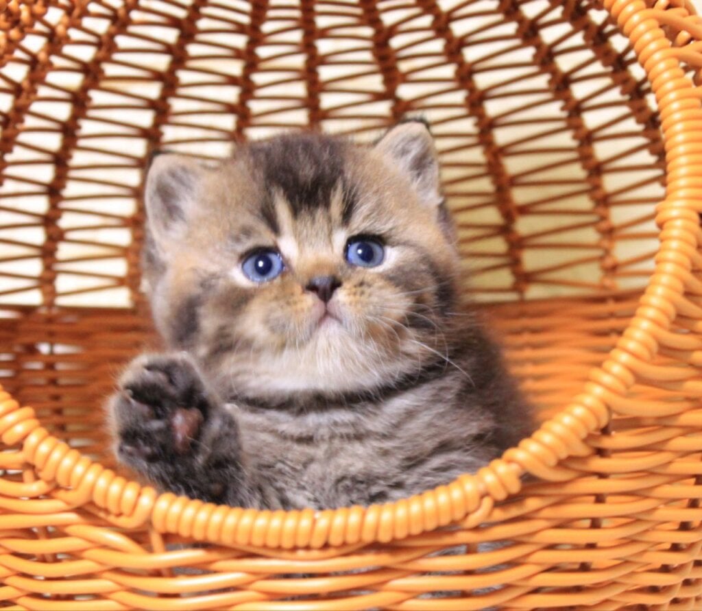 Cubi  British Shorthair Male (Available) $2450