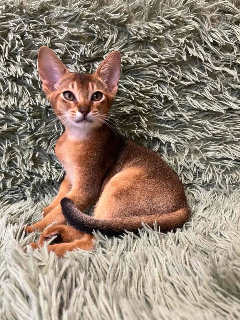 Nelson Abyssinian Male (Available) $2700