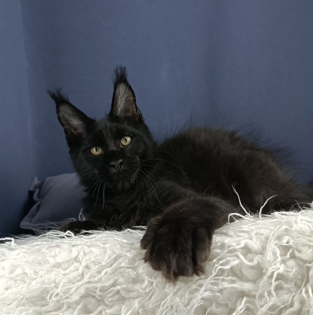 Don Perignon Maine Coon Male (Available) $3550