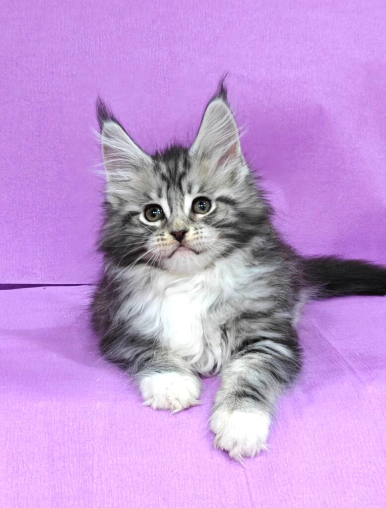 Iris Maine Coon Female (Abailable) $2950