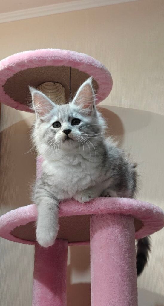 Fifa Maine Coon Female (Available) $3000