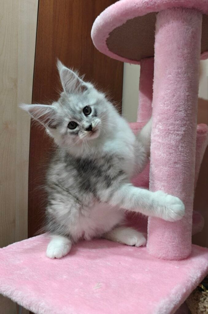 Ford Maine Coon Male (Available) $3500