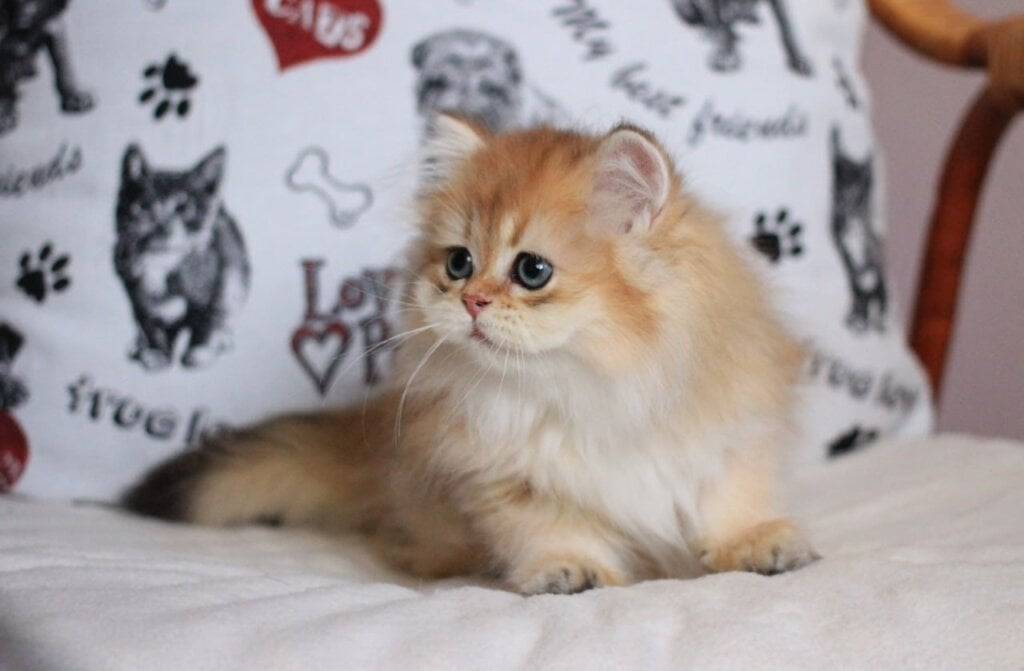Kolombina British Longhair Female (Available) $2800